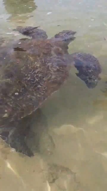 Завтрак черепахи. Шри Ланка смотреть онлайн