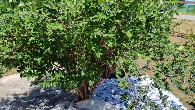 Стряхиваем огромный 10 летний куст на ВАРЕНЬЕ. смотреть онлайн