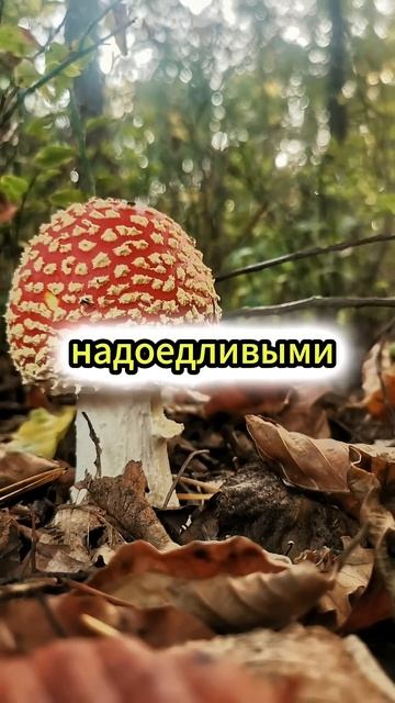 Интересные факты о мухоморе #интересно #факты #youtubeshorts #грибы смотреть онлайн