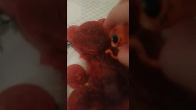 Оторвали мишке лапки , умер мишка в тотже час. смотреть онлайн