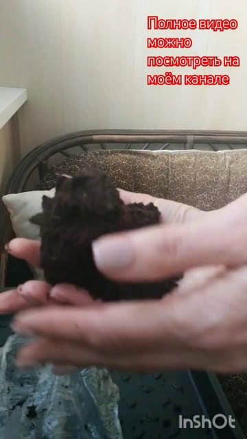 Такие саженцы не допустимы к продаже