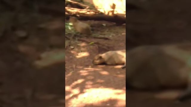 Kapibara, ini dia sobat akrabnya Buaya #kapibara #ragunan #itoypetualang #shorts смотреть онлайн