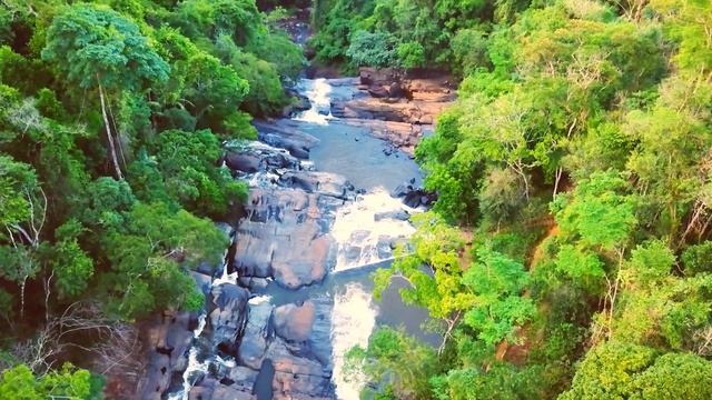 Amazon Wildlife 8K ULTRA HD | Wild Animals of Amazon Jungle | Tropical Rainforest Nature Sounds смотреть онлайн