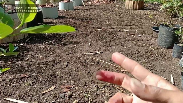 Cara Ampuh Basmi Hama Tanah смотреть онлайн