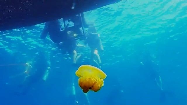 GoPro: White Spotted Umbrella Jellyfish January 2016 смотреть онлайн