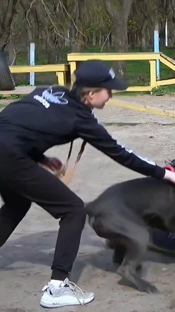 CANE CORSO Attack! Super security and protection! Bodyguard dog training. #GUARDODESSA. Odessa. смотреть онлайн
