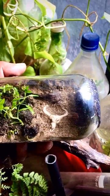 Oasis in desert terrarium #shorts #update смотреть онлайн