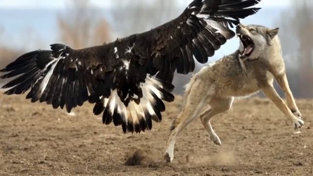 WORLD BIGGEST PET- ANACONDA VS Lion Rar Fight Wild Animals Fight Compilation Pictures ✔ смотреть онлайн