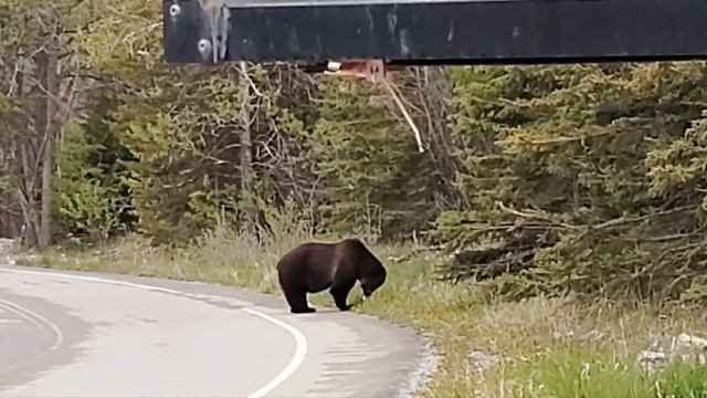 Grizzly Bear in Banff National Park смотреть онлайн
