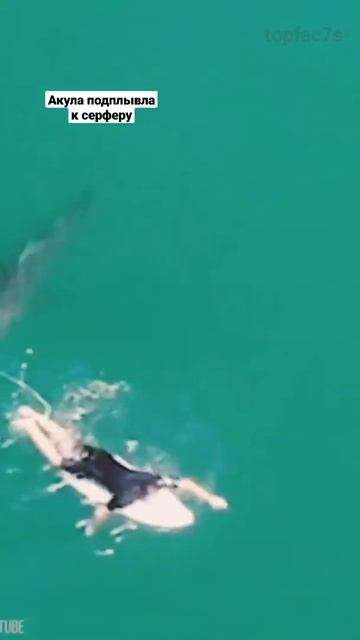 Акула подплывла к серферу #Shorts смотреть онлайн