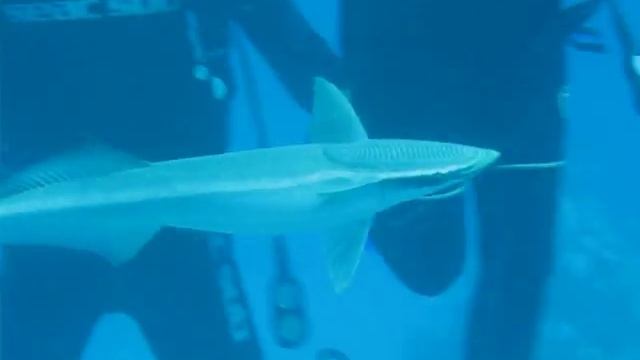 Ramora / Pilotfish смотреть онлайн