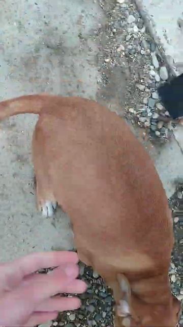 Встреча стаффа с хозяином смотреть онлайн