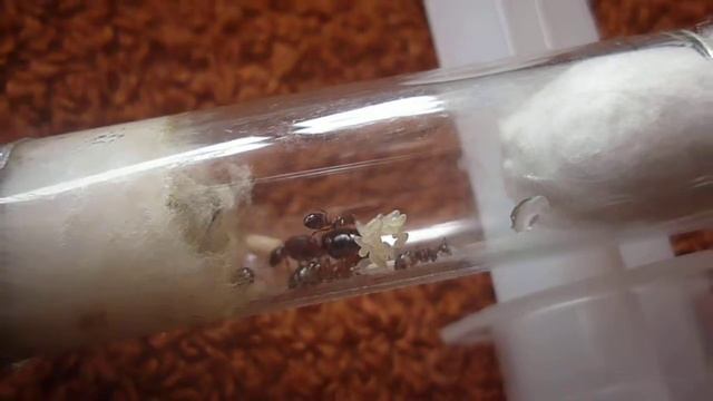 Camponotus lateralis смотреть онлайн