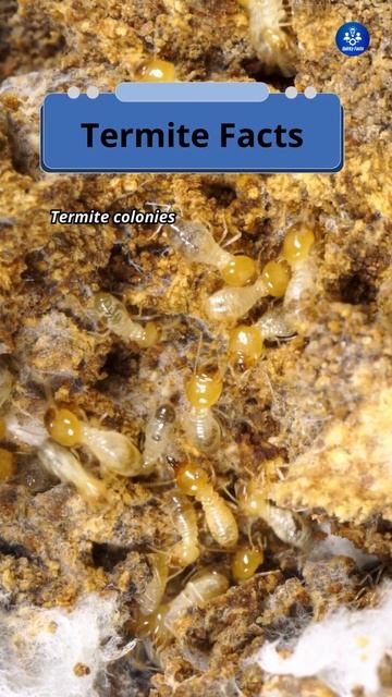 termite facts #facts #termite #factshorts #randomfacts смотреть онлайн
