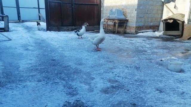 Гусь стал ручным смотреть онлайн
