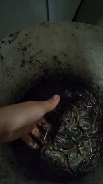 Вечером перед сном поймали с братом червей смотреть онлайн