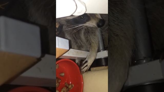 Енот Бандит - ленимся смотреть онлайн