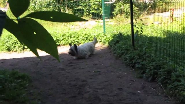 01.08.17. Площадка.Первый раз с Лапочкой. смотреть онлайн