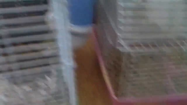 Новые новости хомяков🐁🐁🐁🐭🐭🐀🐀 смотреть онлайн