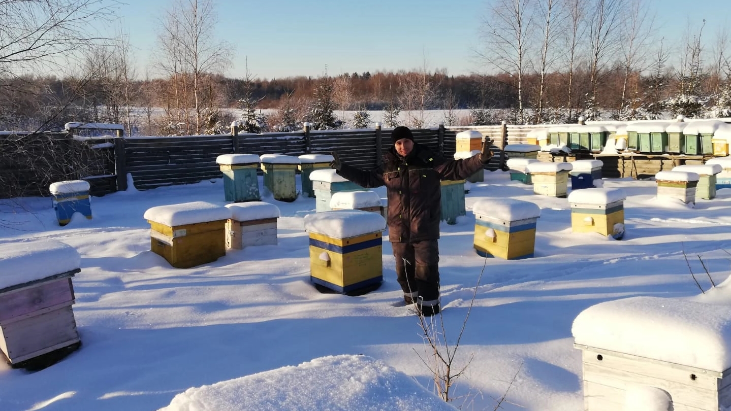 Ревизия основной пасеки. Зимовка пчел 2024-25 в Костромской области