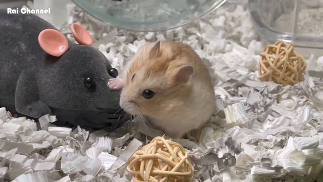 水槽ケージ掃除後にネズミを入れてドッキリ【ハムスター反応観察】ドワーフハムスター смотреть онлайн