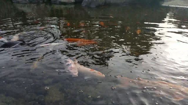 Японские рыбы для счастья смотреть онлайн