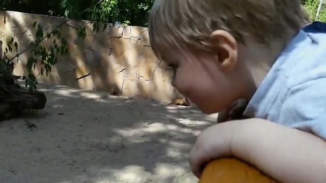 Сурикаты в Новосибирском зоопарке смотреть онлайн