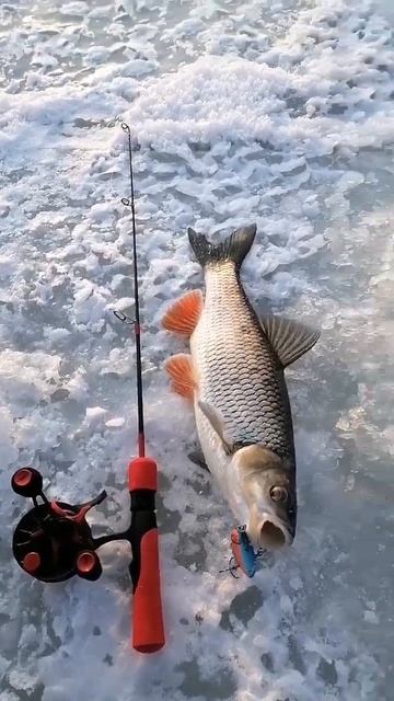 большой голавль на зимнюю удочку)))))))))))))))))) смотреть онлайн
