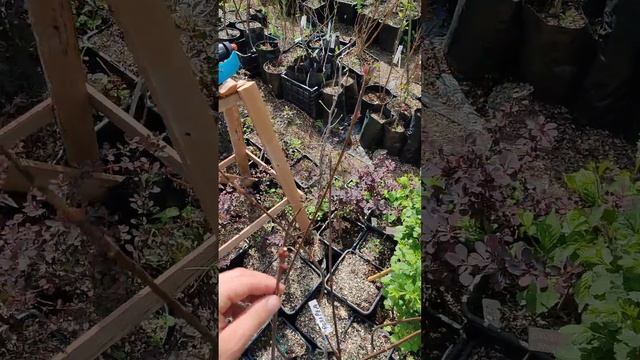 КЛЕН РОЯЛ РЭД, СТАРТ ПРОДАЖ ВОРОНЕЖ смотреть онлайн