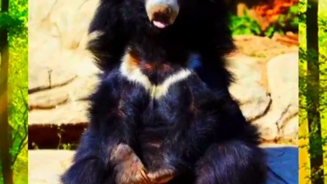 Медведь Губач VS Очковый Медведь #shorts #amimals смотреть онлайн