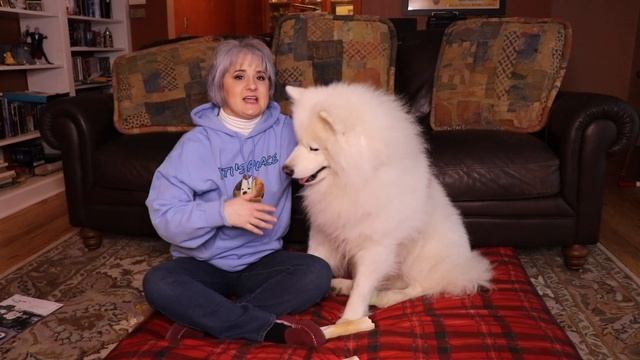 Tips And Tricks For Buying A Samoyed | Where Should I Buy A Samoyed смотреть онлайн