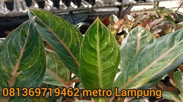 HARGA DAN JENIS AGLONEMA TERBARU ‼️BUNGA AGLONEMA MURAH HARGA SANGAT TERJANGKAU ❤️❤️ смотреть онлайн