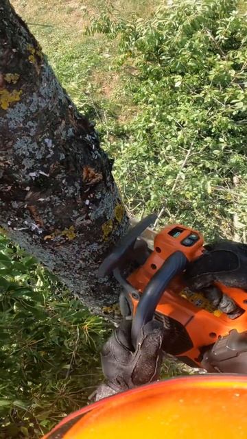 Разложили Черешню по частям #youtube #husgvarna #stihl #валкадеревьев #лесоруб #youtuber #gopro смотреть онлайн