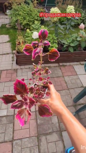 Колеус ампельный Trailing Plum Brocade в продаже.