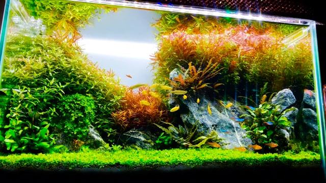 Golden barb tank(Nepal) смотреть онлайн