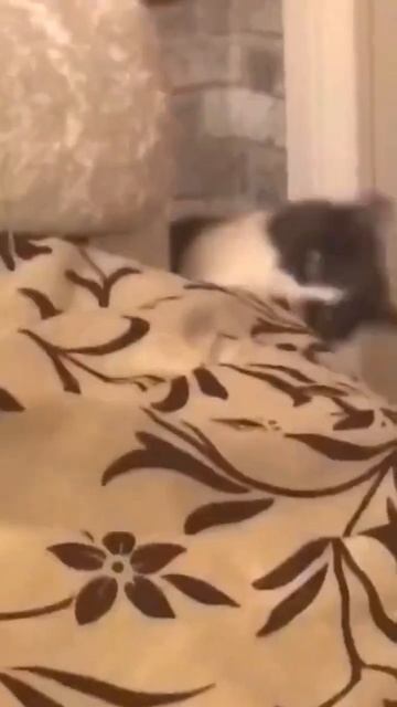 Котики жгут под песню «Пузырьки»😹 Тайна упоротых котанов🤣 #котики #максимушка смотреть онлайн