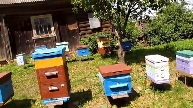 Моё двухкорпусное пчеловодство 2017 года(видео отчёт) смотреть онлайн