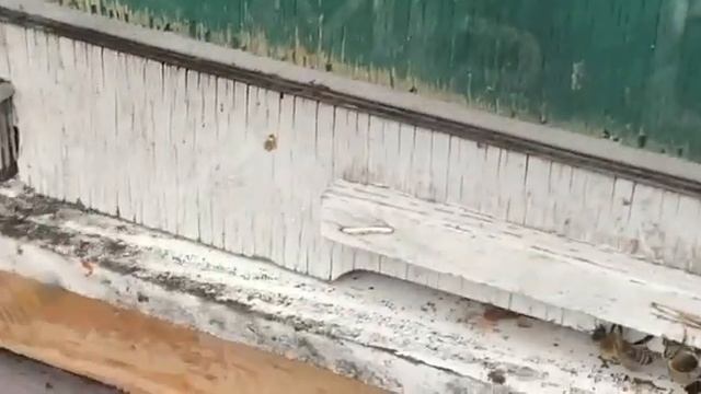 ВОТ ТАКАЯ ЗИМОВКА ПЧЕЛ!!! Западная Беларусь смотреть онлайн