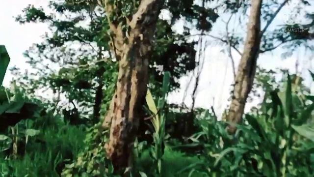 Tini ou Chung hu tang lai ja mi( blog 1) смотреть онлайн