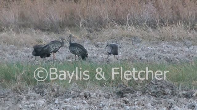 Giant Ibis, Cambodia, 20120212_061759.mp4 смотреть онлайн