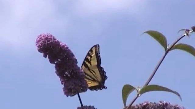Papilio rutulus Hastings Park смотреть онлайн