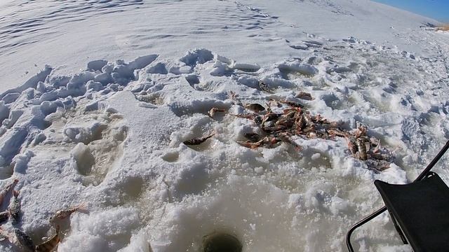 Трофейная ЩУКА на ЖЕРЛИЦЫ! Сработка за сработкой! РАЗДАЧА окуня! Щука со ШРАМОМ! смотреть онлайн