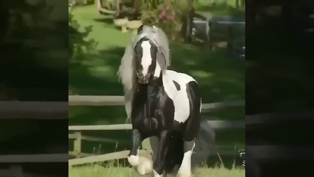 Кони смотреть онлайн