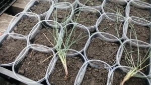 Овсяница сизая: как вырасли кустики за 2 месяца и не сложное размножение.