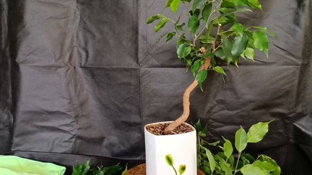 √2,√3 воздушная отводка 2 фикус Бенджамина