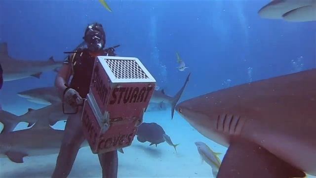 My Shark Dive Adventure Bahamas 2018 смотреть онлайн