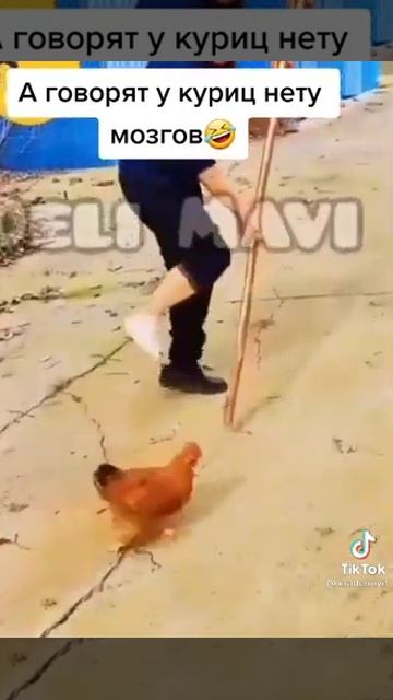 даже курицы подражают🤣😂 смотреть онлайн