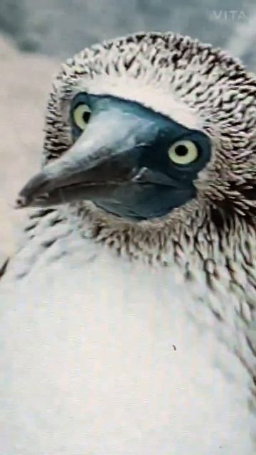 This bird is so weird (blue foot booby) смотреть онлайн