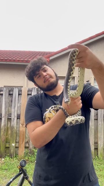 Madagascar giant hognose snake @exoticfirehogs смотреть онлайн