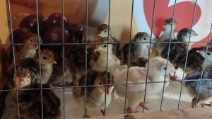 Индюшата "Бронза -708"!